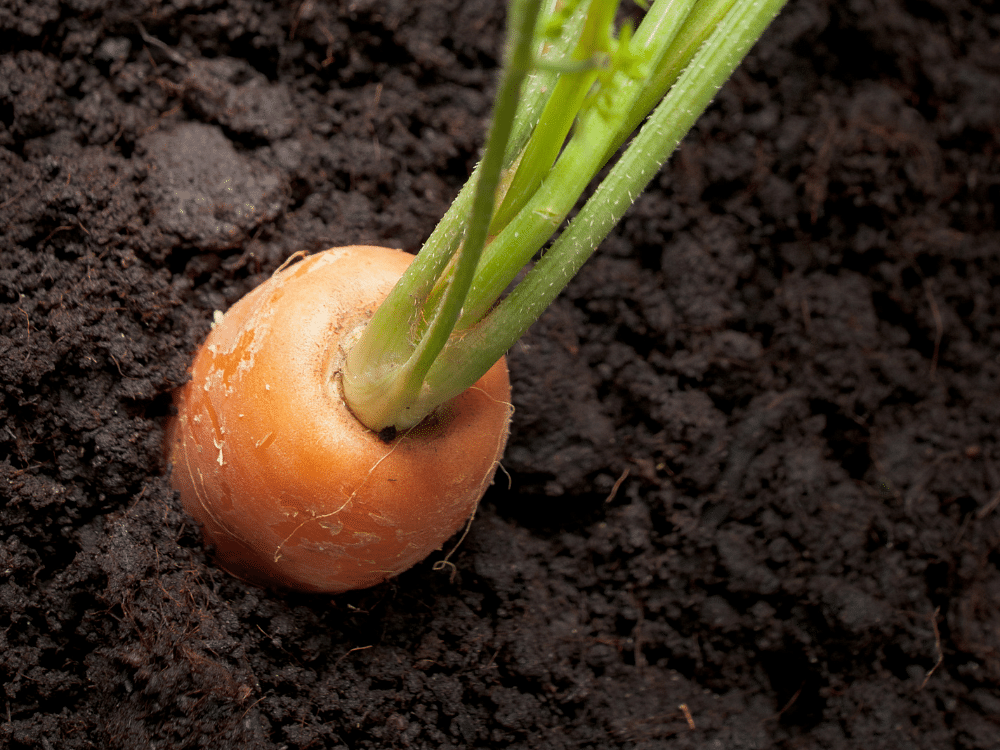carrot in muck soil