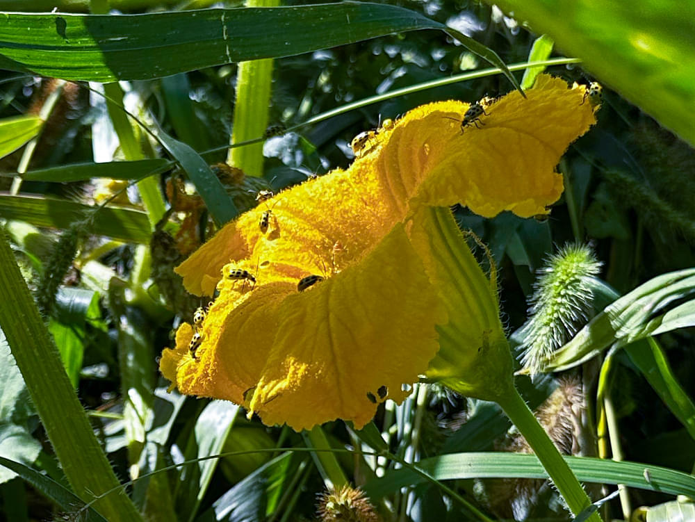 cucumber beetles at Red Clover Farms - Alden, IA