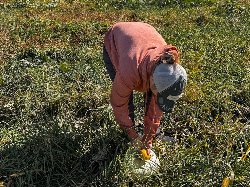 Red Clover Farms